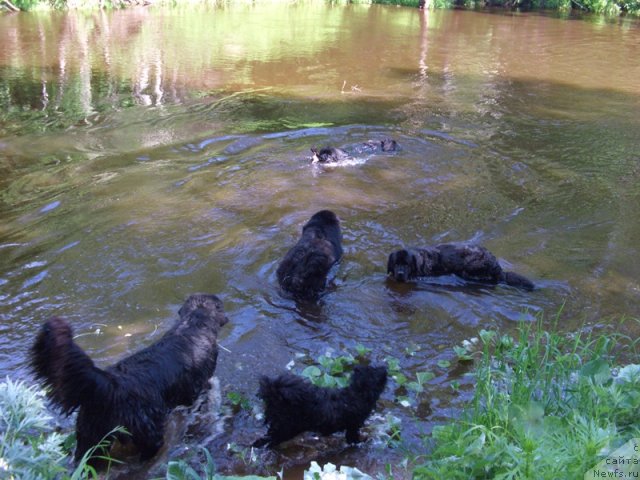 Фото: ньюфаундленд Акин Соул София, ньюфаундленд Лесная Сказка Лунная Соната, ньюфаундленд Анджел Викториус, ньюфаундленд Барышня, Фрося