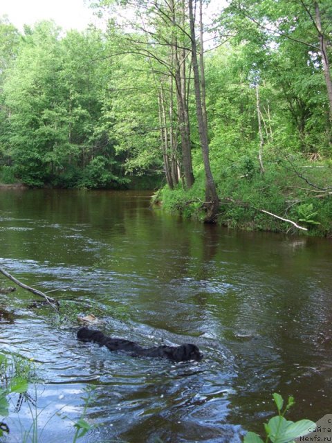 Фото: ньюфаундленд Лесная Сказка Лунная Соната