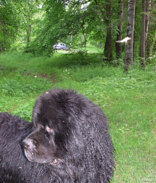 Фото: ньюфаундленд Анджел Викториус