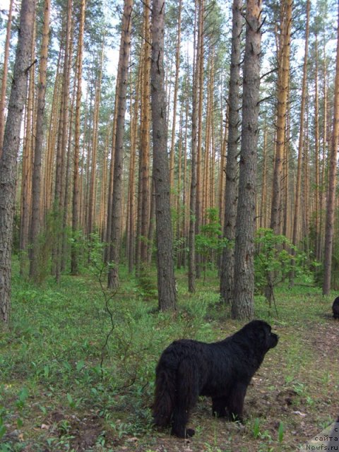Фото: ньюфаундленд Акин Соул София