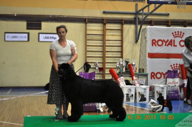 Фото: Ольга Заливако, ньюфаундленд Inside My Heart Midnight Bear