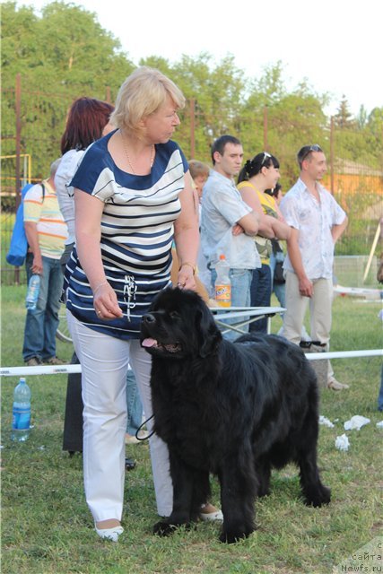Фото: ньюфаундленд Сент Джонс Тендер Кисс оф Элли (Sent Djons Tender Kiss of Elly)