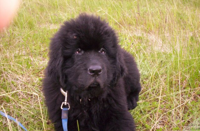 Фото: ньюфаундленд Бегущая по Волнам Зеро Коол