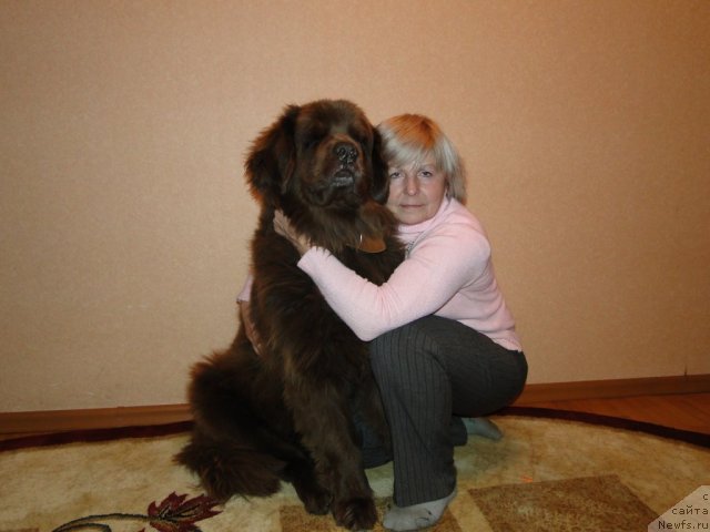 Фото: ньюфаундленд Ютта с Берега Дона