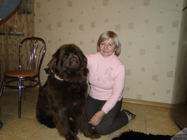 Фото: ньюфаундленд Игерма из Академии Шоколада (Igerma iz Akademii Shokolada)