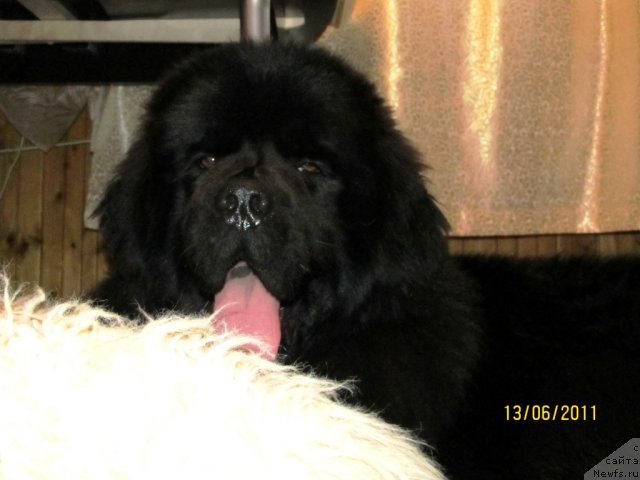 Фото: ньюфаундленд Их Высочество Владлена Маджикс