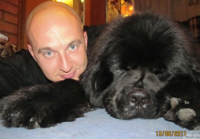 Фото: ньюфаундленд Их Высочество Владлена Маджикс, Алексей Нистратов