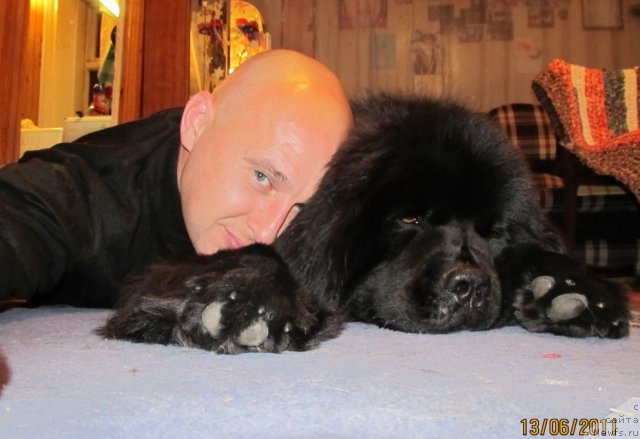 Фото: ньюфаундленд Их Высочество Владлена Маджикс, Алексей Нистратов