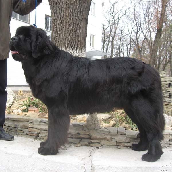 Фото: ньюфаундленд Закадычный Друг с Берега Дона (Zakadychny Dryg s Berega Dona)