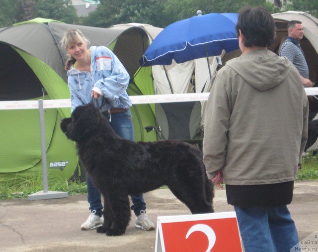 Фото: ньюфаундленд Лексус Гренд Босс (Lexus Grend Boss), Кристина, Kuczynska-Standello Dorota