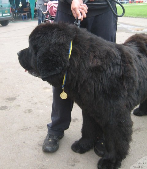 Фото: ньюфаундленд Лексус Гренд Босс (Lexus Grend Boss)
