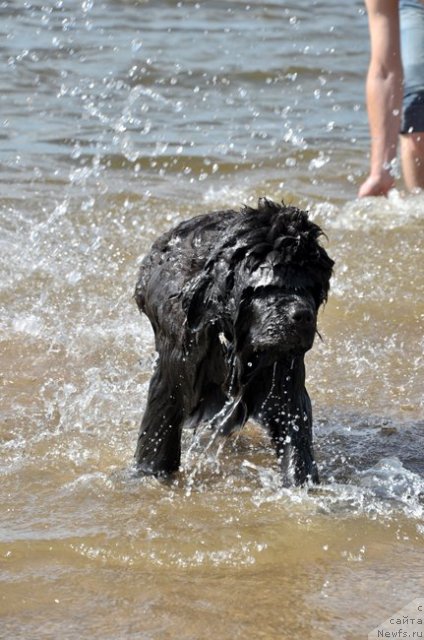 Фото: ньюфаундленд Сказочная Кроха Нериан