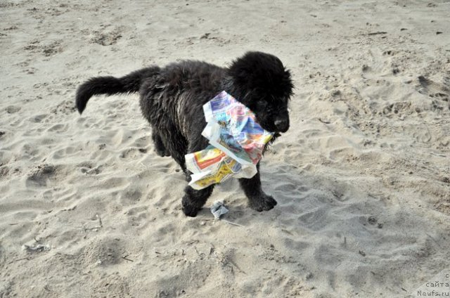 Фото: ньюфаундленд Сказочная Кроха Нериан