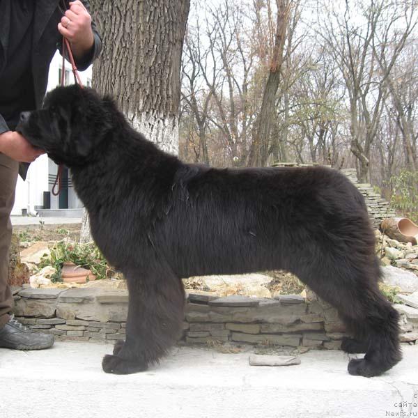 Фото: ньюфаундленд Винчес из Медвежьего Яра для Берега Дона (Vinces iz Medvejyego Yara Dlja Berega Dona)