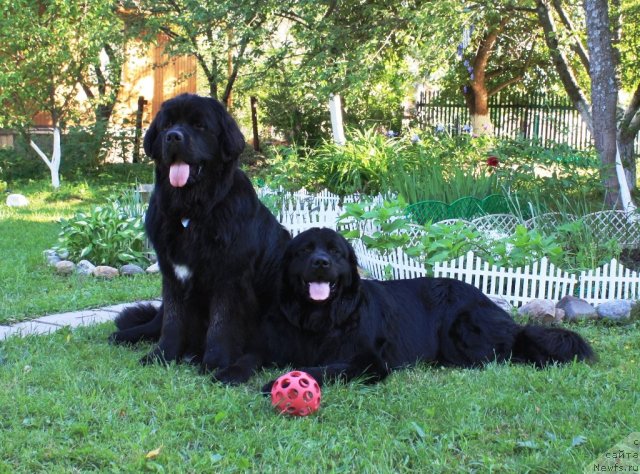 Фото: ньюфаундленд Рестайлинг Фром Шипмэн, ньюфаундленд Бонни Флайт
