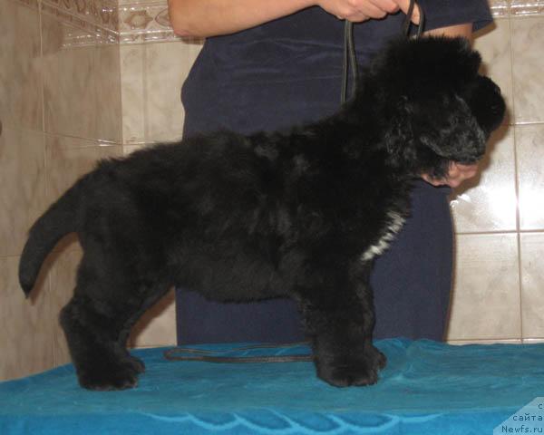 Фото: ньюфаундленд Лапушка с Берега Дона