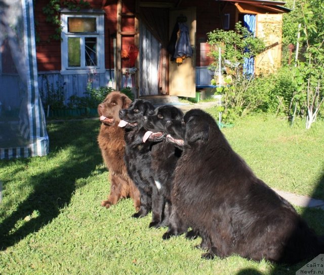 Фото: ньюфаундленд Черный Шарм Ангельская Красота (Chernyi Sharm Angel'skaya Krasota), ньюфаундленд Бонни Флайт, ньюфаундленд Рестайлинг Фром Шипмэн, ньюфаундленд Чанси из Золотого Треугольника