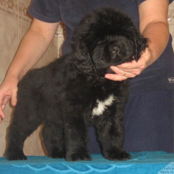 Фото: ньюфаундленд Лапушка с Берега Дона