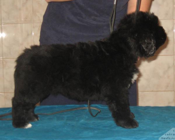 Фото: ньюфаундленд Ласковая Волна с Берега Дона (Laskovaya Volna s Berega Dona)