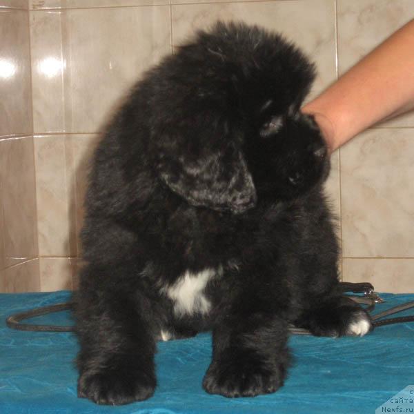 Фото: ньюфаундленд Ласковая Волна с Берега Дона (Laskovaya Volna s Berega Dona)