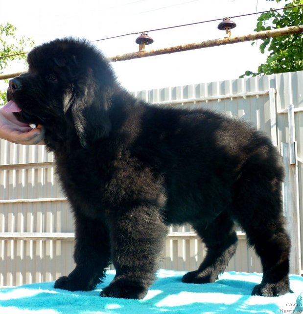 Фотография № 69689