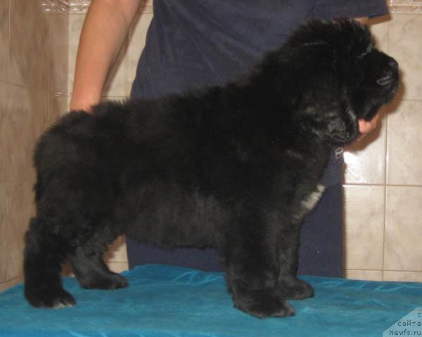 Фото: ньюфаундленд Ластёна с Берега Дона (Lastena s Berega Dona)