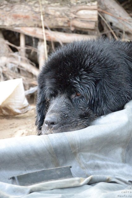 Фото: ньюфаундленд Лесная Сказка Раскрасавица