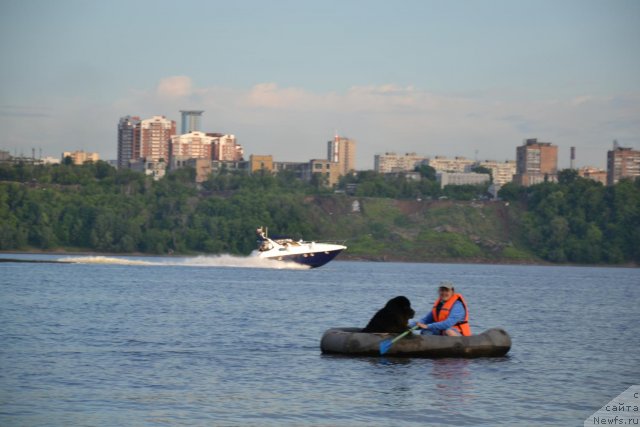 Фото: Диана Ларина, ньюфаундленд Лесная Сказка Раскрасавица
