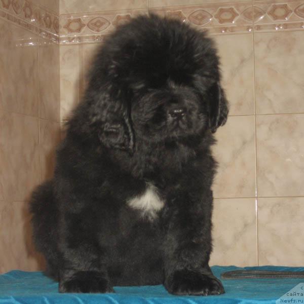 Фото: ньюфаундленд Ластёна с Берега Дона (Lastena s Berega Dona)