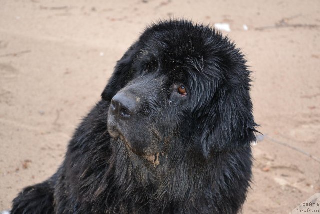 Фото: ньюфаундленд Лесная Сказка Раскрасавица