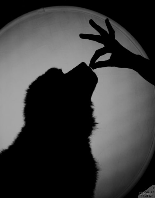 Фото: ньюфаундленд Звездный Ангел