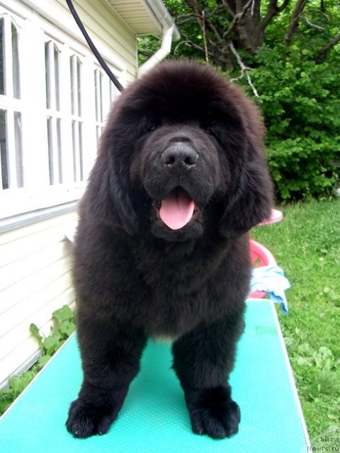 Фото: ньюфаундленд Сказочная Кроха Марсель