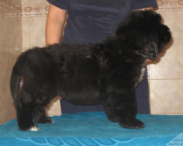 Фото: ньюфаундленд Любимая Моя с Берега Дона (Lubimaya Moya s Berega Dona)