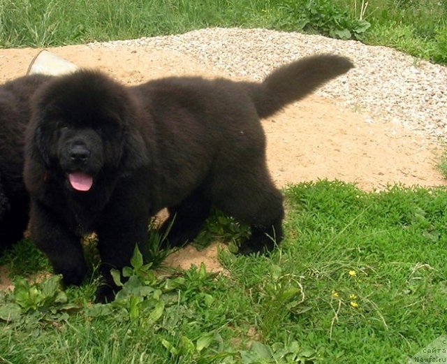 Фото: ньюфаундленд Сказочная Кроха Марсель