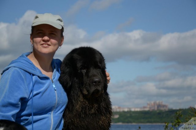 Фото: Диана Ларина, ньюфаундленд Лесная Сказка Раскрасавица