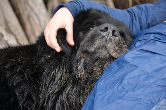 Фото: ньюфаундленд Лесная Сказка Раскрасавица