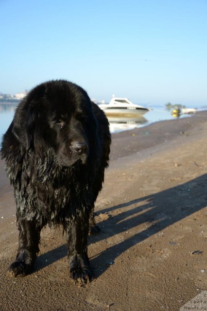 Фото: ньюфаундленд Лесная Сказка Раскрасавица