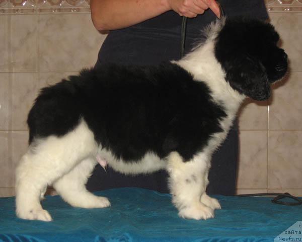 Фото: ньюфаундленд Ландыш Серебристый с Берега Дона