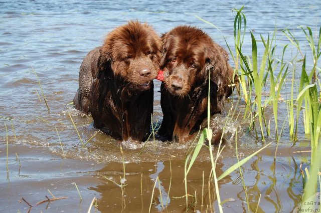 Фото: ньюфаундленд Sandra, ньюфаундленд Newettas Vanessa