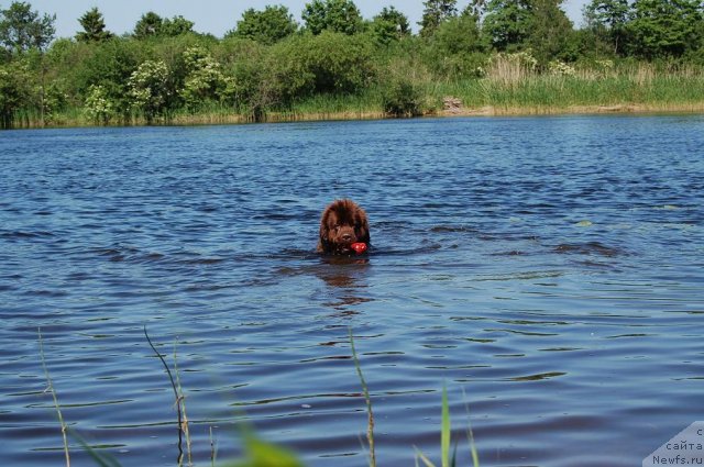 Фото: ньюфаундленд Newettas Vanessa