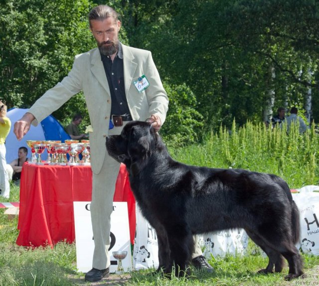Фото: ньюфаундленд Акватория Келвин Кадриль (Aquatoriya Kelvin Kadril), Александр Жаков