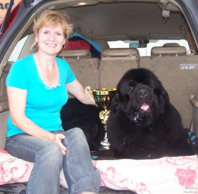 Фото: ньюфаундленд Акватория Келвин Золотой Медведь (Aquatoriya Kelvin Zolotoy Medved), Ангелина Ютанова