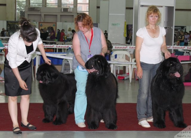 Фото: ньюфаундленд Акватория Келвин Золотой Медведь (Aquatoriya Kelvin Zolotoy Medved), ньюфаундленд Акватория Келвин Импресса (Aquatoriya Kelvin Impressa), ньюфаундленд Акватория Келвин Инсайдер