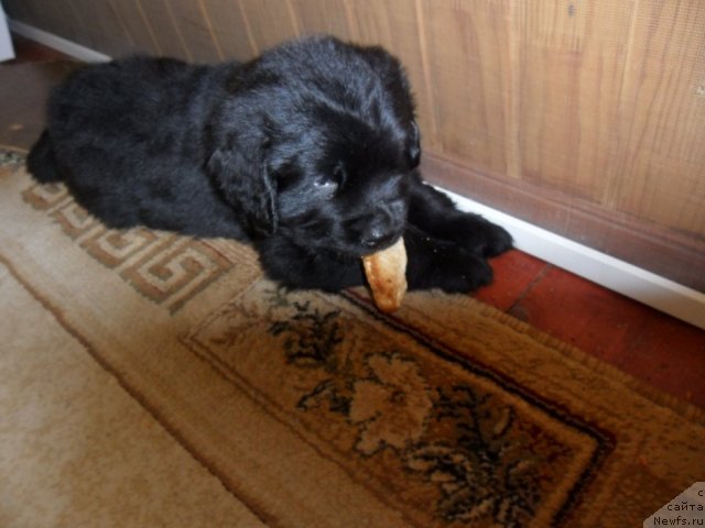 Фото: ньюфаундленд Гранд Пацифик Шарль Мишель, Ольга Камеко, ньюфаундленд Гранд Пацифик Шарль Мишель