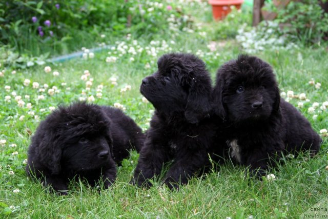 Фотография № 69753