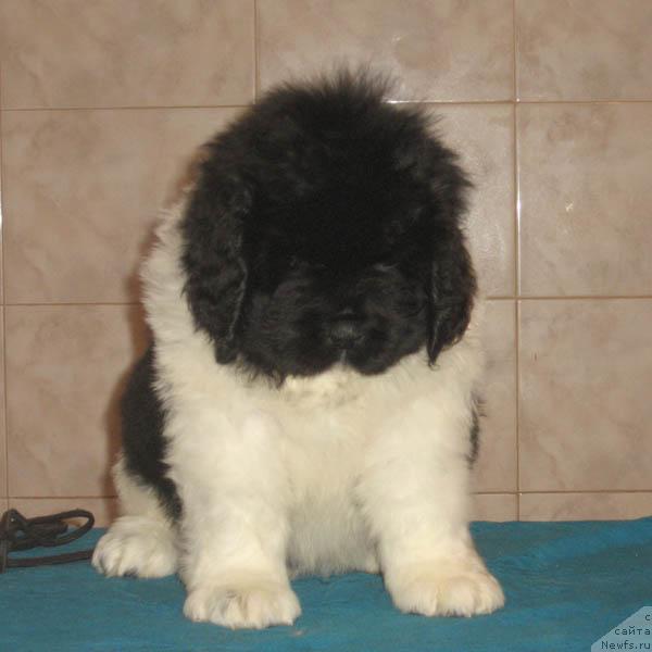 Фото: ньюфаундленд Лик Лучезарный с Берега Дона (Lik Luchezarny s Berega Dona)