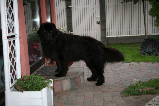 Фото: ньюфаундленд Gimenej Golden Star