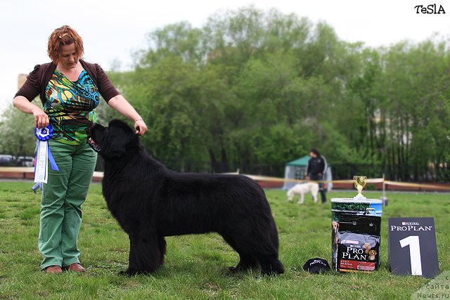 Фото: ньюфаундленд Акватория Келвин Импресса (Aquatoriya Kelvin Impressa)