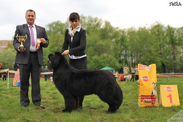 Фото: ньюфаундленд Акватория Келвин Импресса (Aquatoriya Kelvin Impressa)