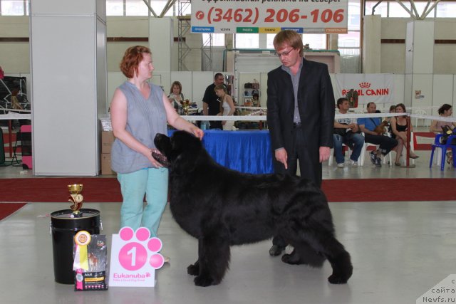 Фото: ньюфаундленд Акватория Келвин Золотой Медведь (Aquatoriya Kelvin Zolotoy Medved)